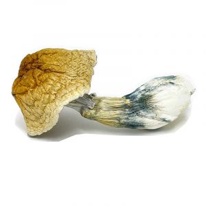 Buy African Transkei Mushroom online