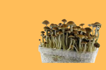 Psychdelic mushroom